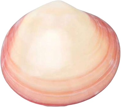 CosiMed LavaShell Venusmuschel